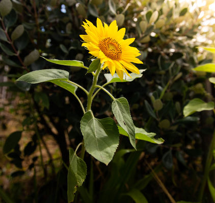 Jardim de vegetais